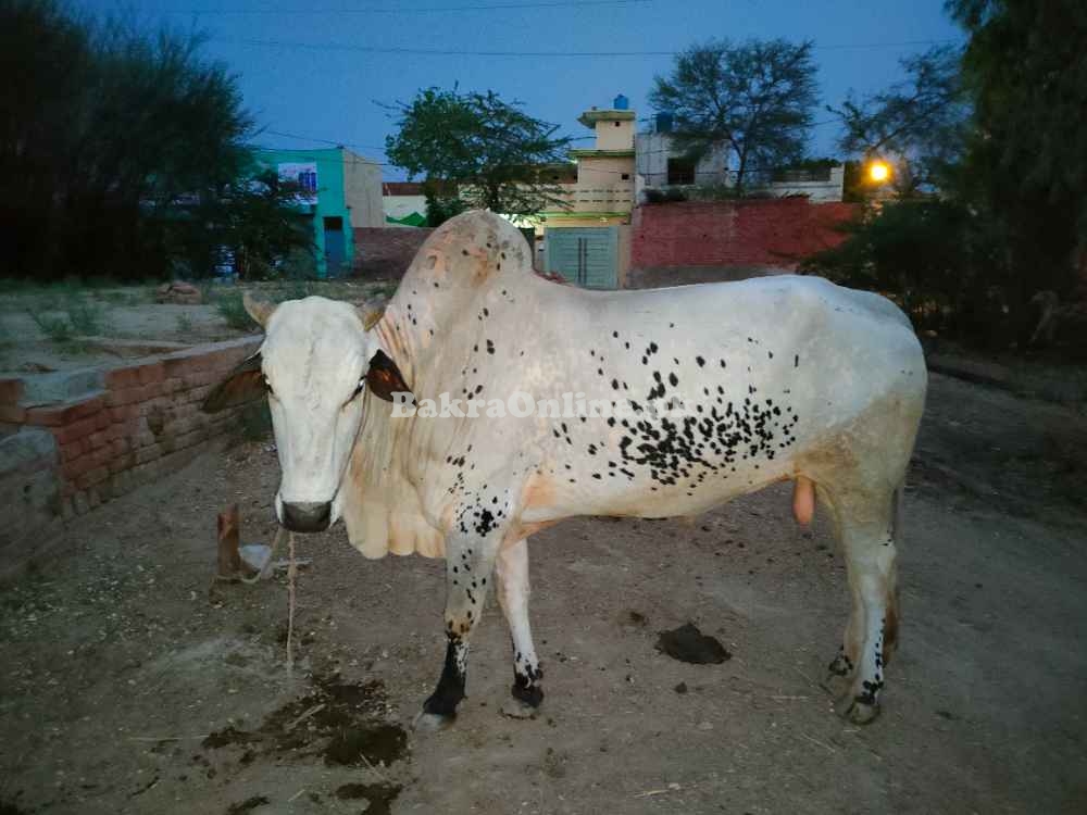 Bull For Sale In Pakistan