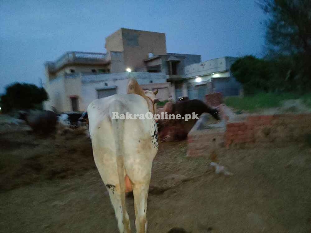 Bull For Sale In Pakistan
