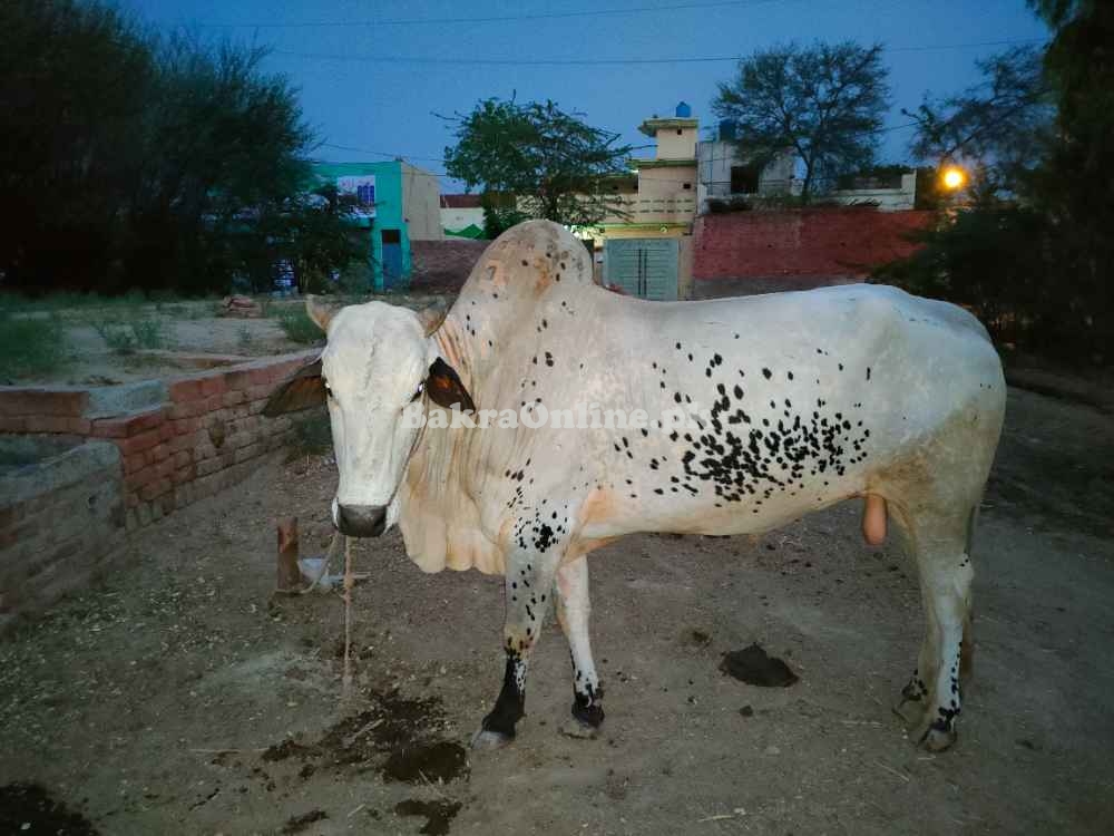 Bull For Sale In Pakistan