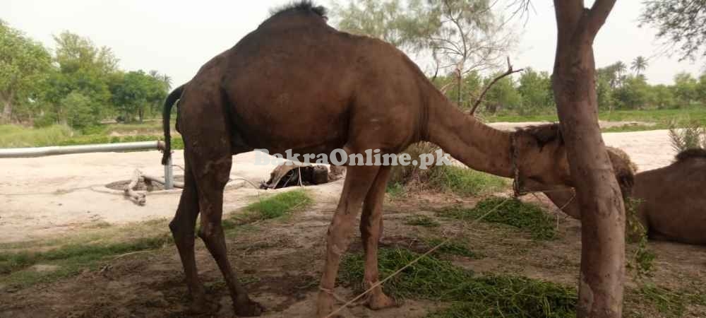 Camel for Qurbani in Lahore