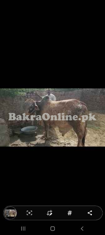 Bulls Cows best Desi Breed 2teeth