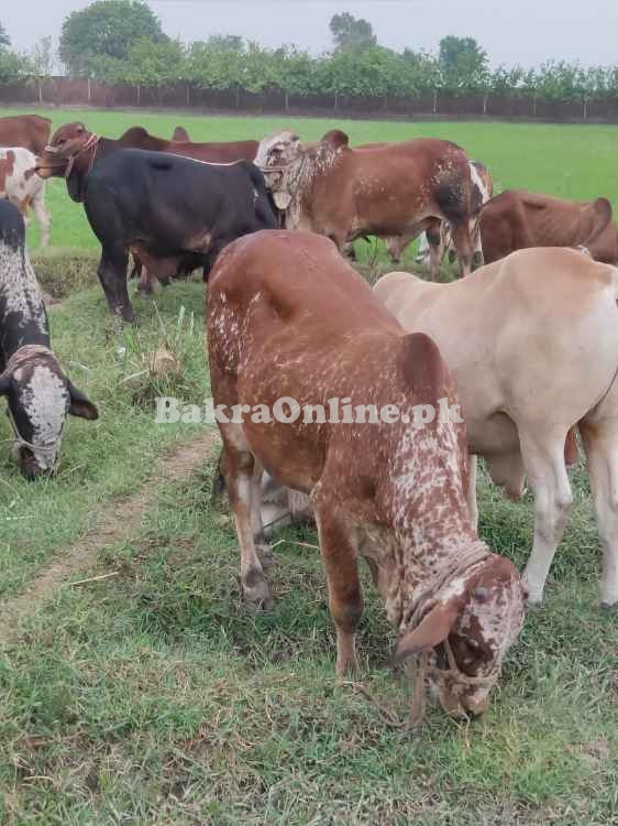 Qurbani-Animal for Sale
