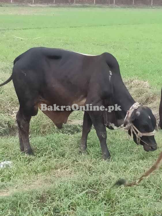 Qurbani-Animal for Sale