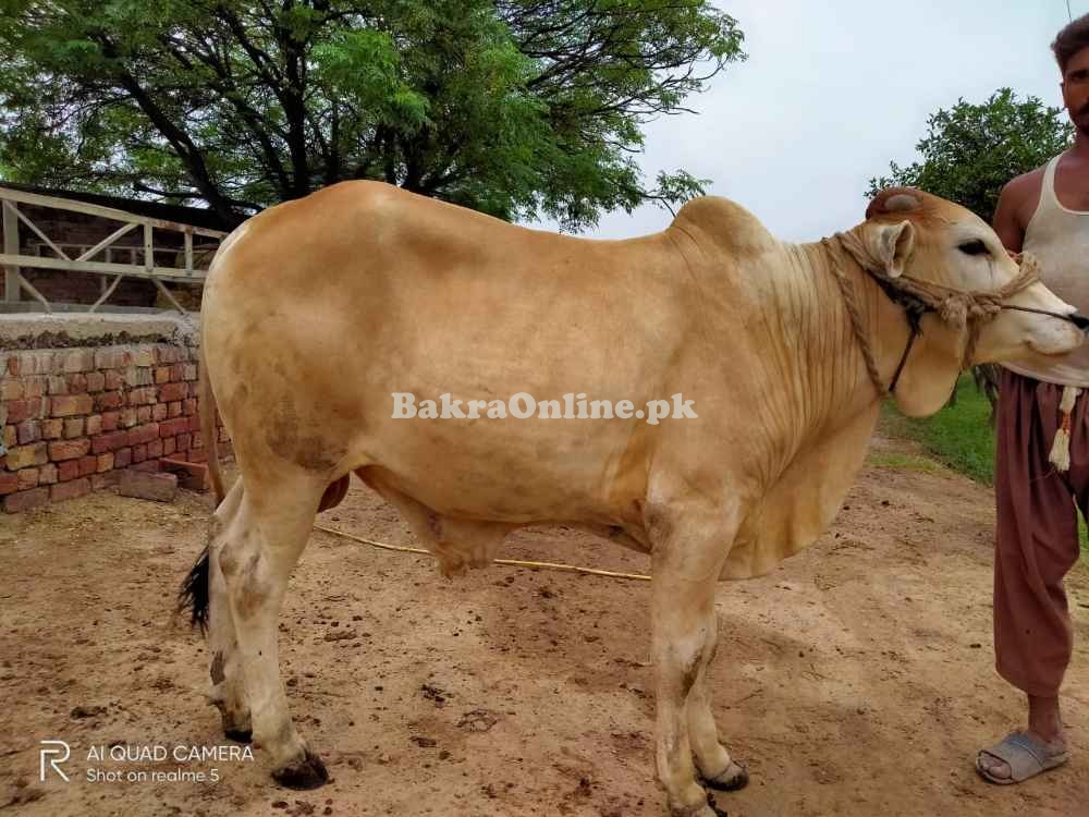 Qurbani-Animal for Sale