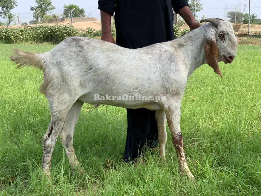 Pure Makhy Cheena Bakra 5 Khasi Donda