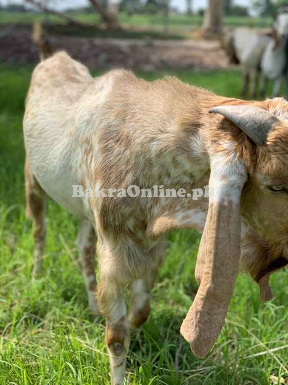Pure Makhy Cheena Bakra 8