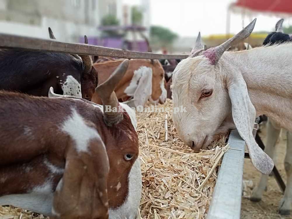 Ando, Khassi & Cow (تول کے حساب سے) Karachi Cheapest Maweshi Mandi