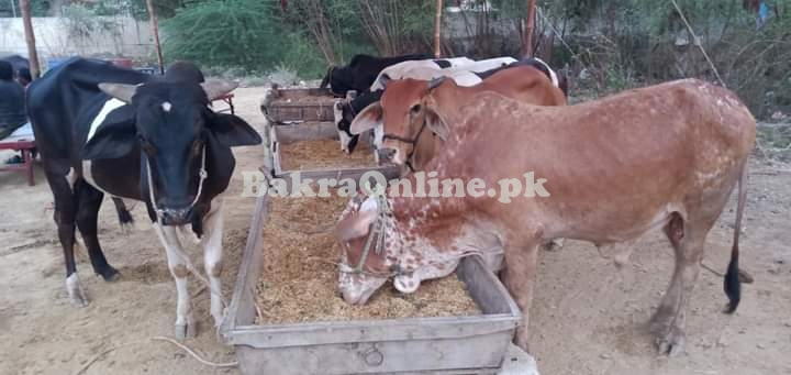 Ando, Khassi & Cow (تول کے حساب سے) Karachi Cheapest Maweshi Mandi