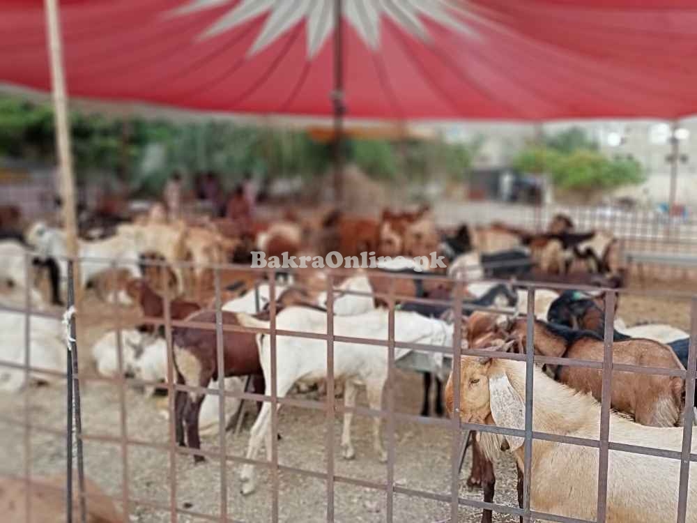 Ando, Khassi & Cow (تول کے حساب سے) Karachi Cheapest Maweshi Mandi