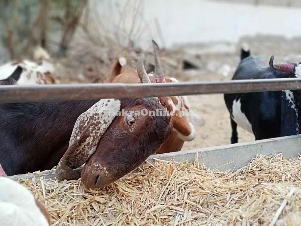 Ando, Khassi & Cow (تول کے حساب سے) Karachi Cheapest Maweshi Mandi