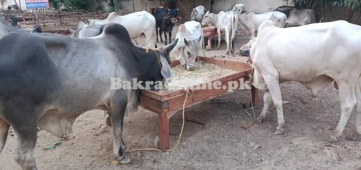 Ando, Khassi & Cow (تول کے حساب سے) Karachi Cheapest Maweshi Mandi