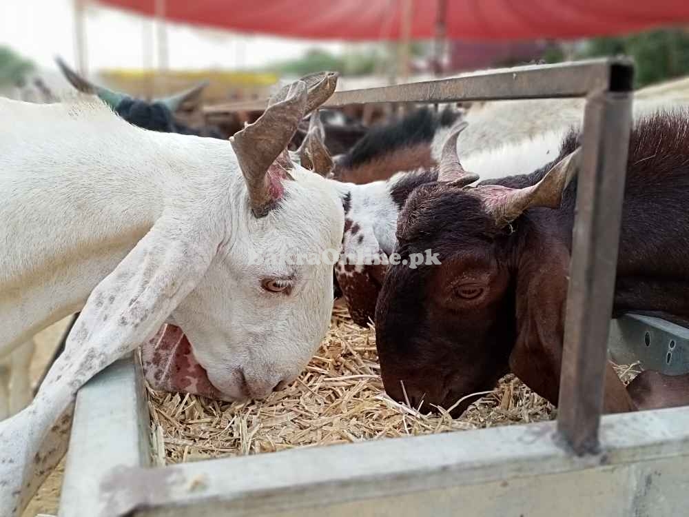 Ando, Khassi & Cow (تول کے حساب سے) Karachi Cheapest Maweshi Mandi