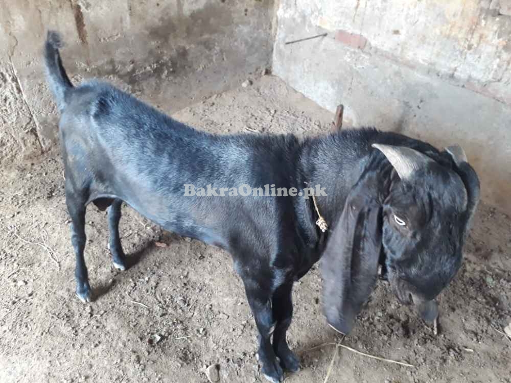 Kurbani k ly Bakra
