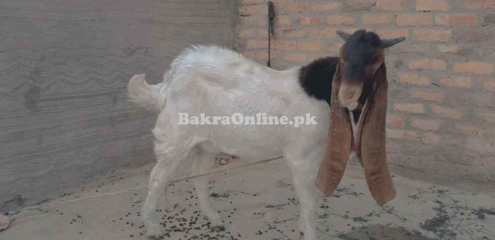 Pure pateri breed male