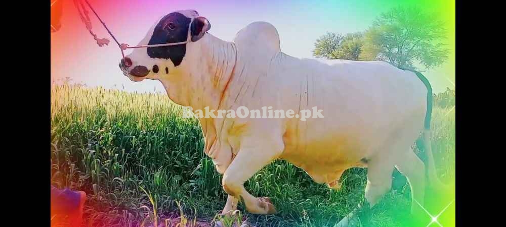 QURBANI KY JANWAR