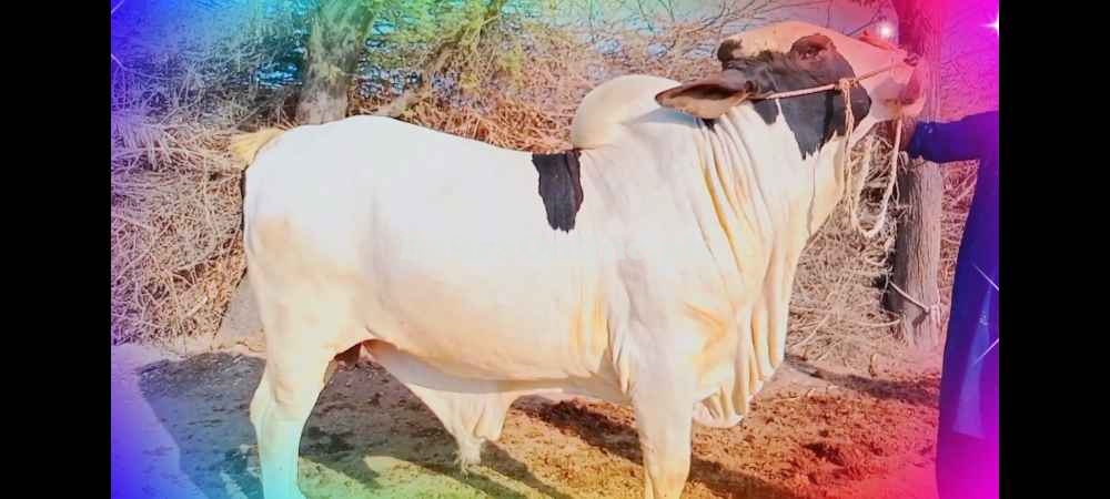 QURBANI KY JANWAR