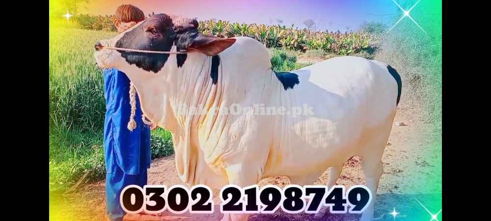 QURBANI KY JANWAR