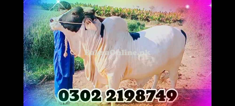 QURBANI KY JANWAR