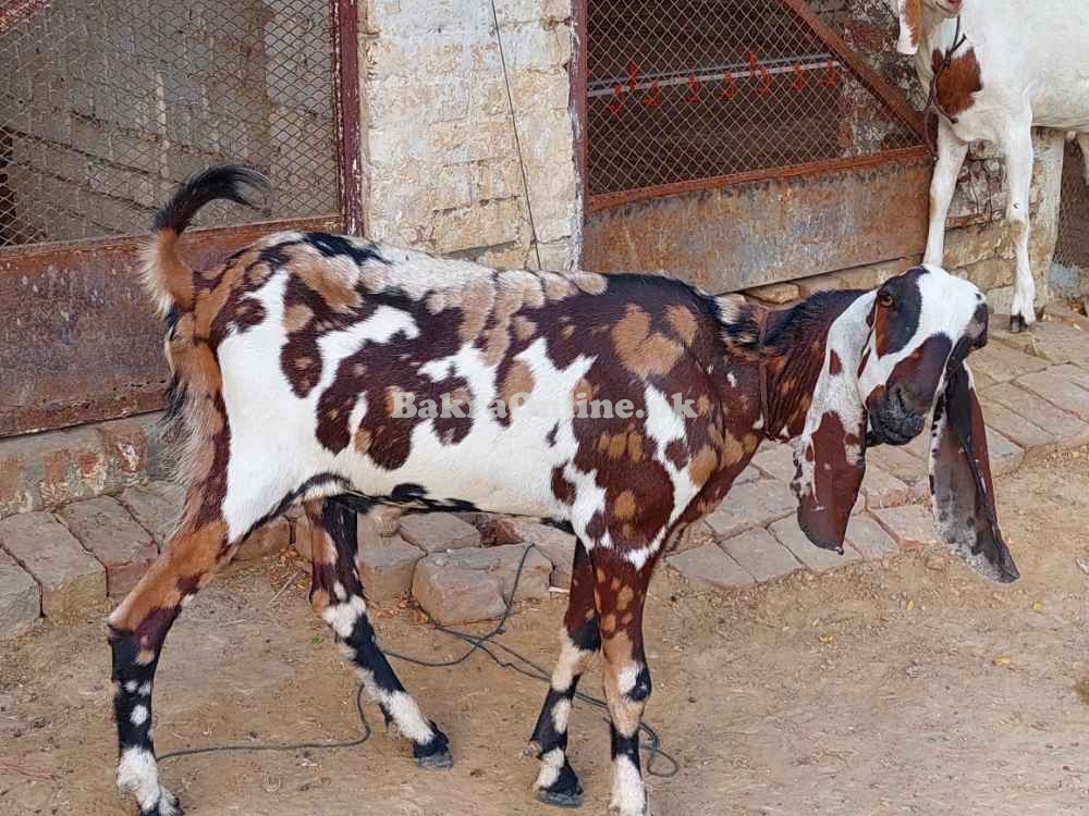 Bakra for sale in lahore