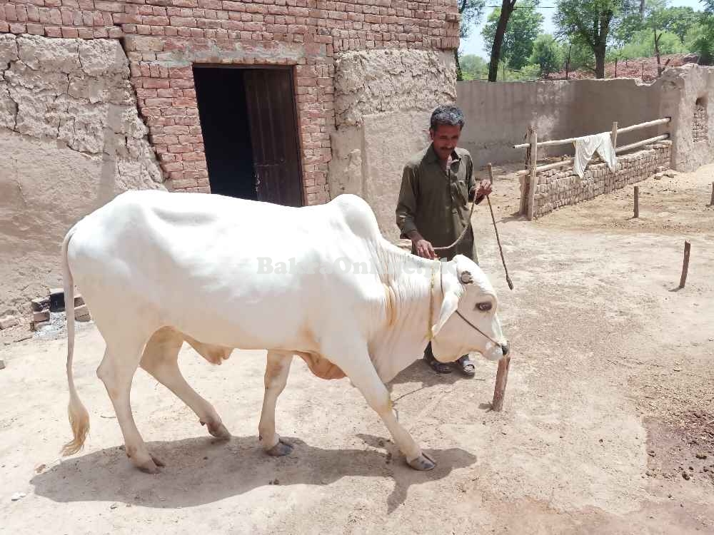 Cholistani Bachra
