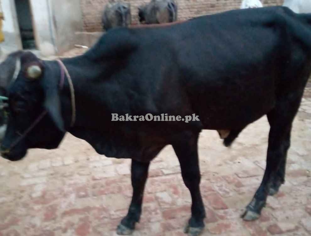 Bull for sale 2 Dant wala