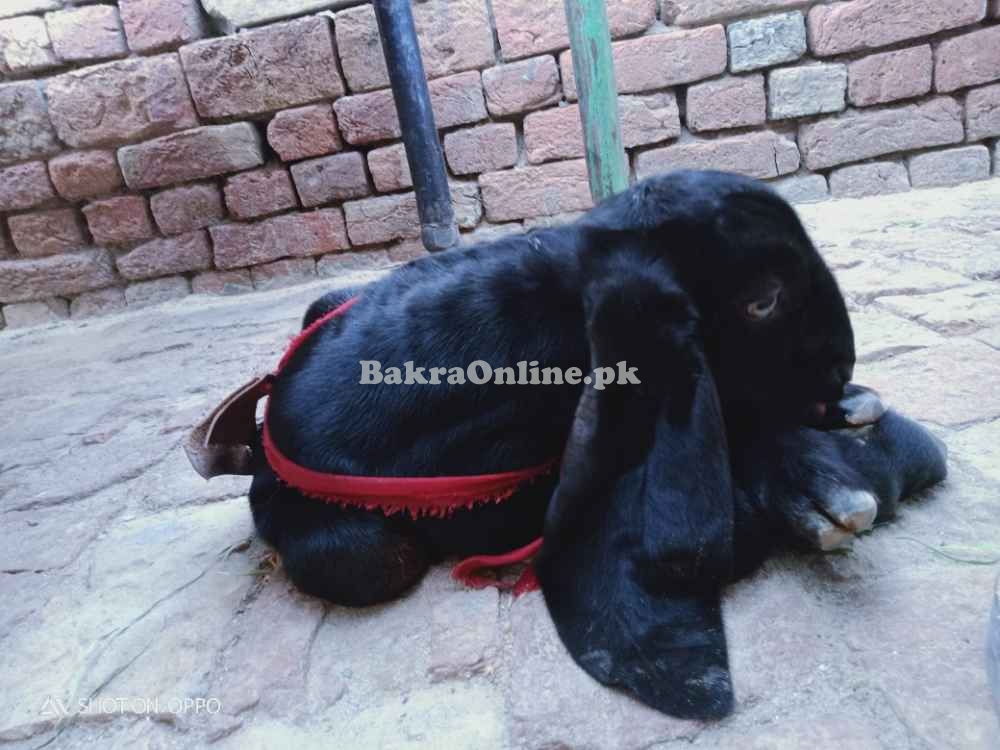 Bakara for sale in bhawalnager