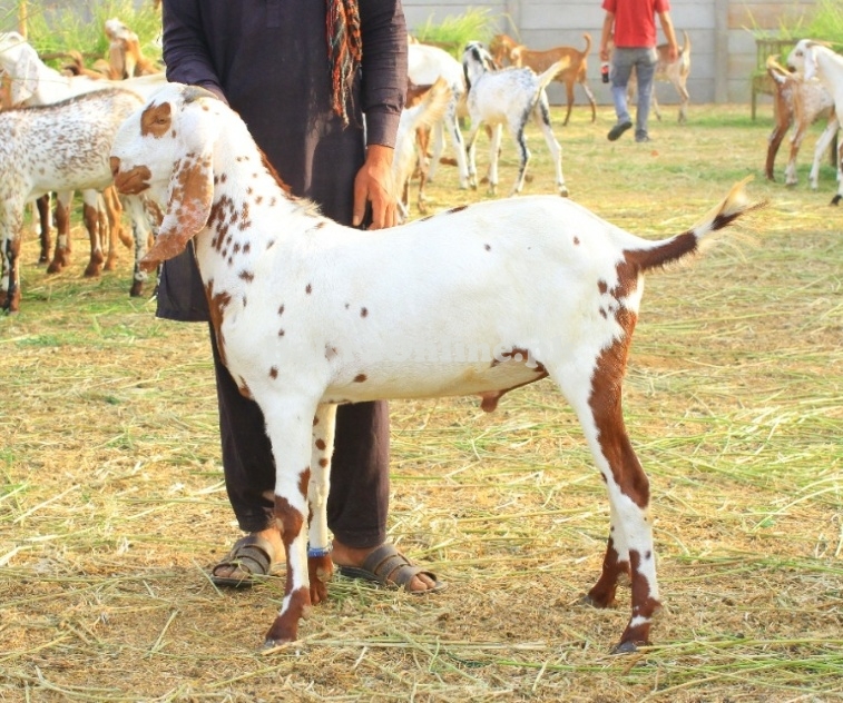 Makhi Cheena Bakray for sale