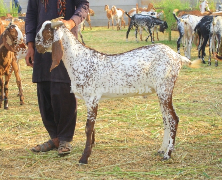 Makhi Cheena Bakray for sale