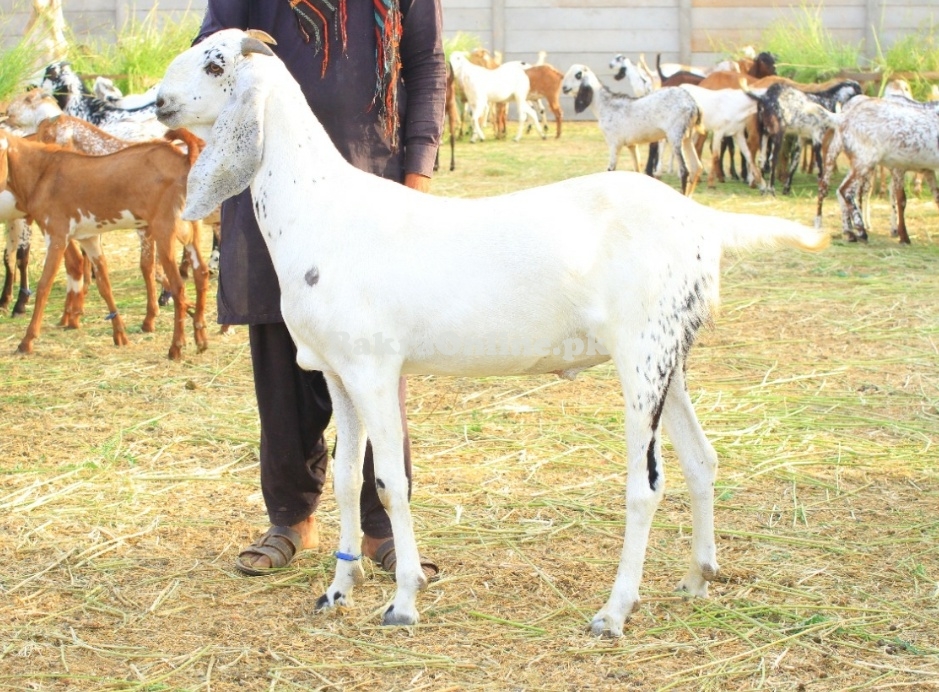 Makhi Cheena Bakray for sale