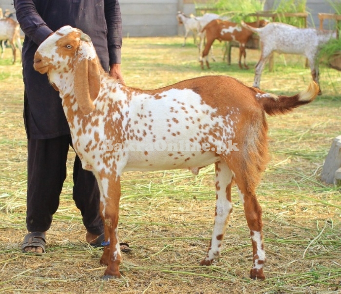 Makhi Cheena Bakray for sale