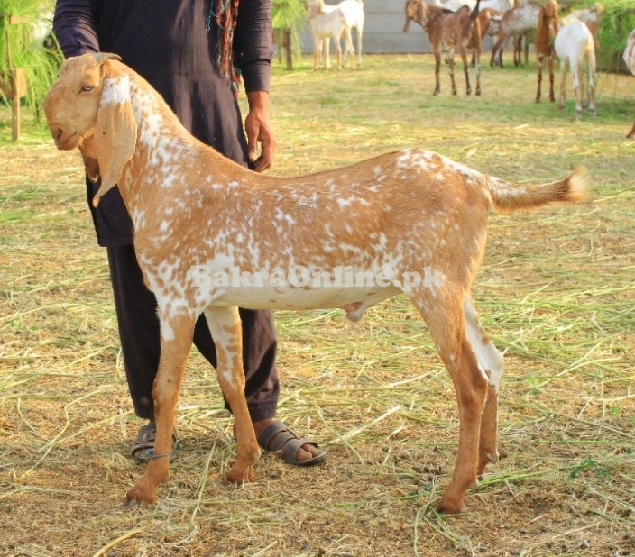 Makhi Cheena Bakray for sale