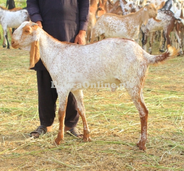 Makhi Cheena Bakray for sale
