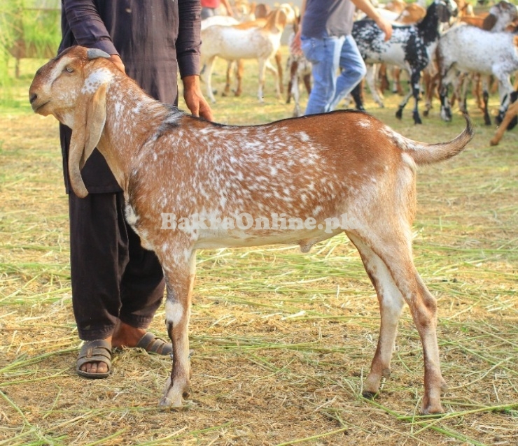 Makhi Cheena Bakray for sale
