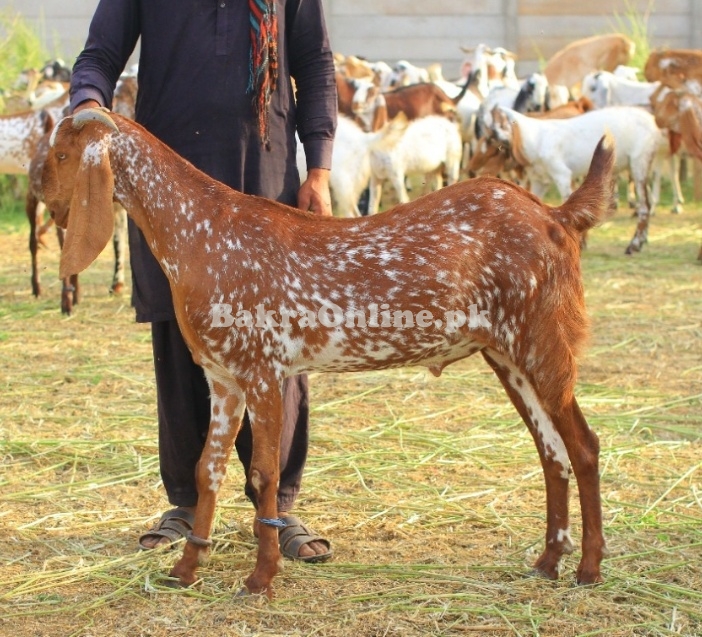 Makhi Cheena Bakray for sale