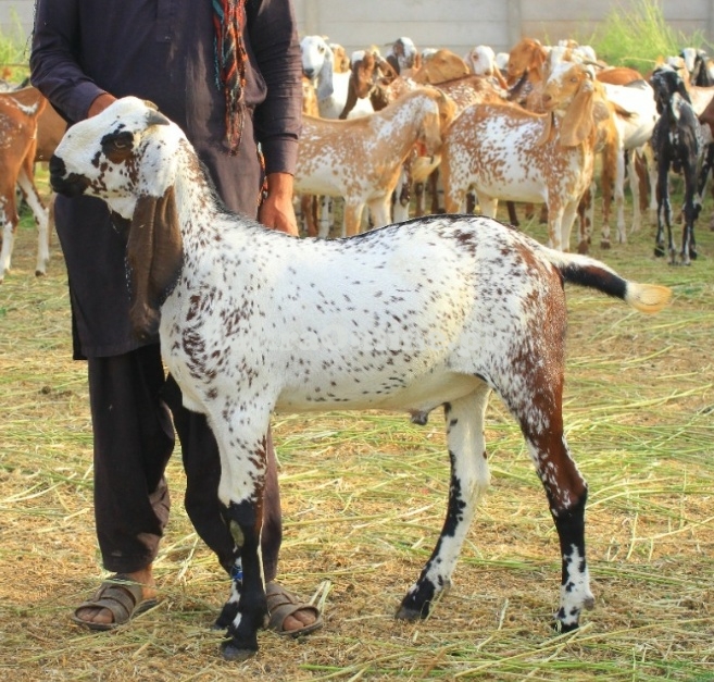 Makhi Cheena Bakray for sale