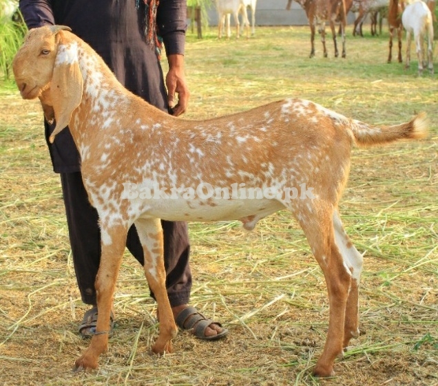 Makhi Cheena Bakray for sale