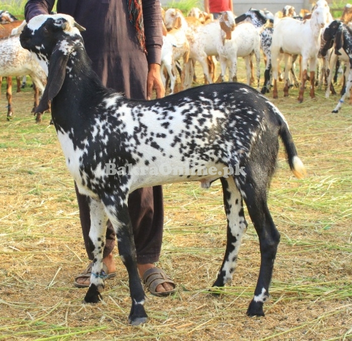Makhi Cheena Bakray for sale