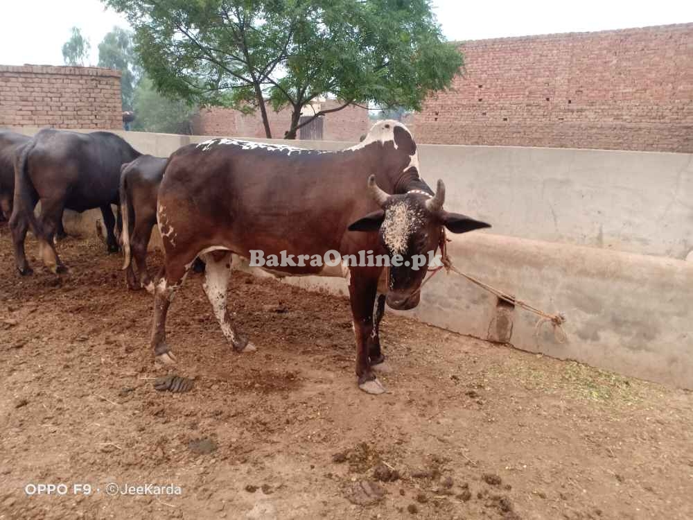 Bull wacha for sale for qurbani