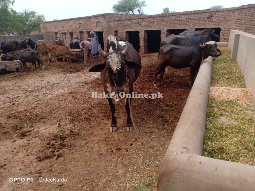 Bull wacha for sale for qurbani