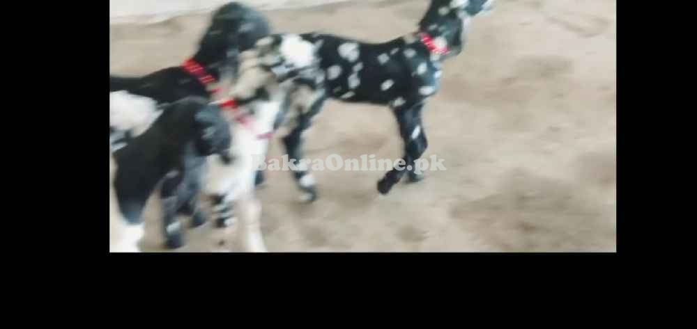 Nachi bakri bacha
