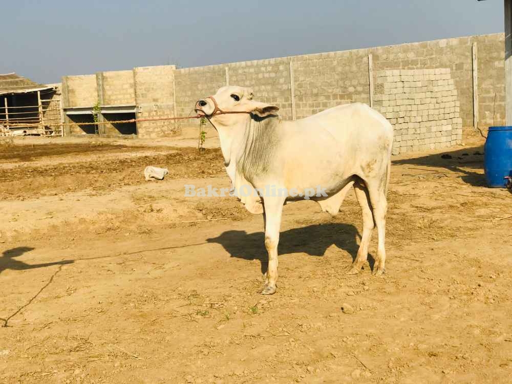 Cows and goats for sale and paalae services also available  7'S Cattle