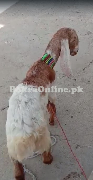Bakra for Sale RS.16000