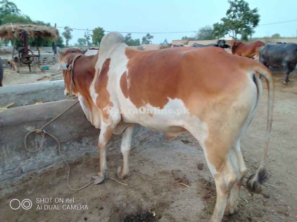Vacha for Sell For Qurbani