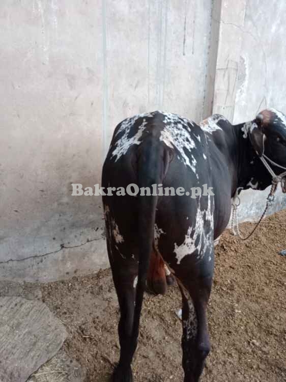 Bachra for qurbani