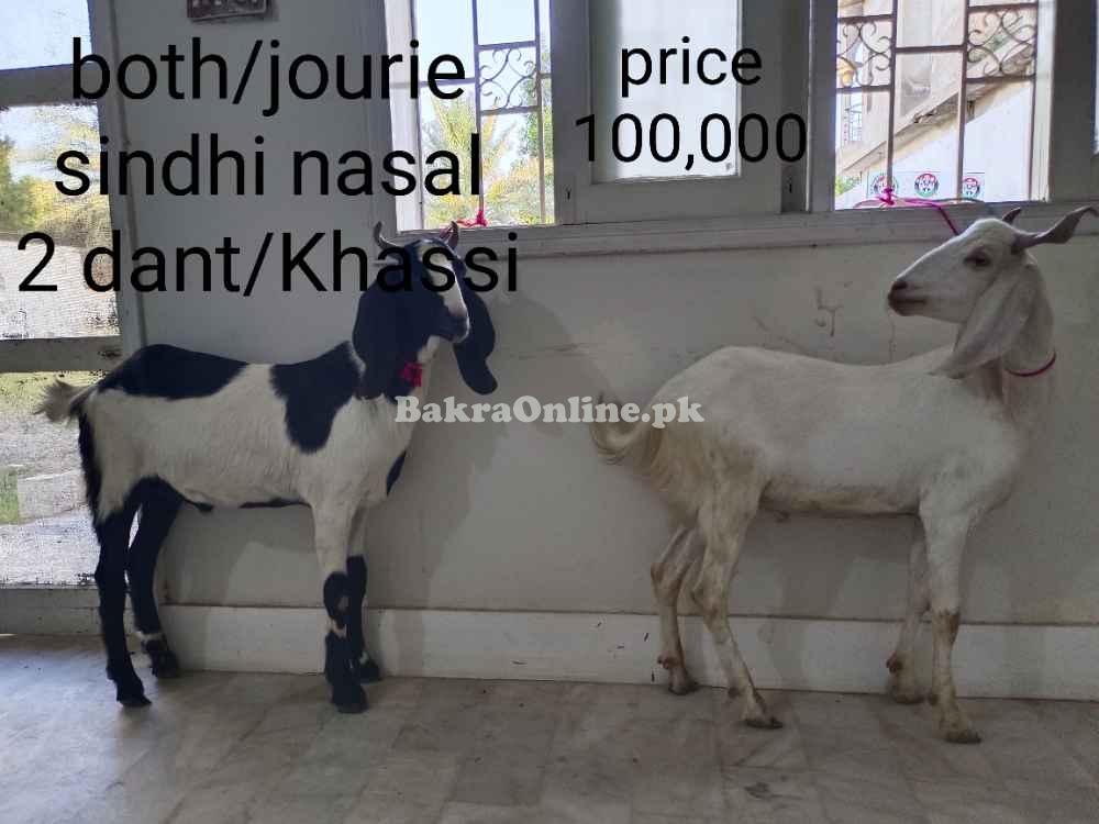 Bakra bakre for qurbani