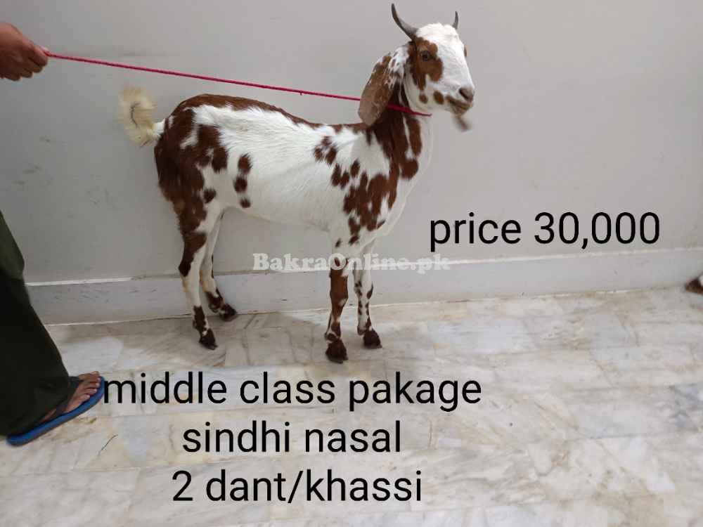 Bakra bakre for qurbani