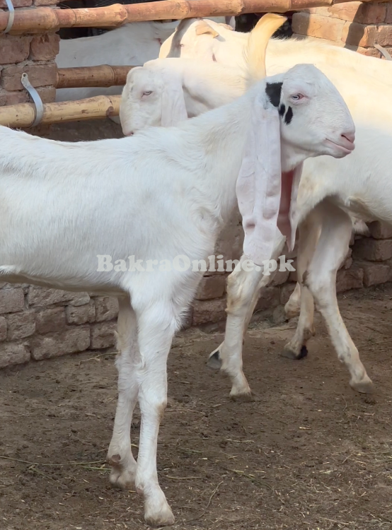 Muhammad Purri and Fateh Purri Bakry 40 bakry
