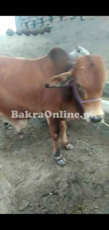 3 bachre sahiwal or ek desi ralor mun se khire dstyab hn