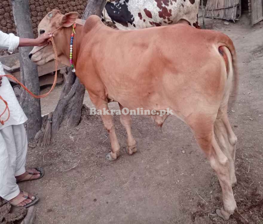 Desi Pakhri Nasal Bail
