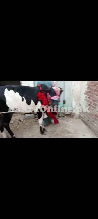 QURBANI COW AVIALBALE